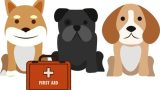 Dog First Aid Training