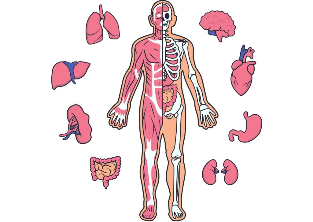 Anatomy & Physiology Level 3 Diploma