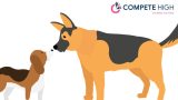Dog Behavior