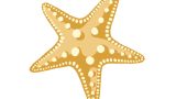 Marine Biology Essentials