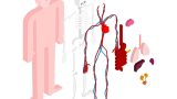 Anatomy and physiology Training Course