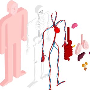Anatomy and physiology Training Course