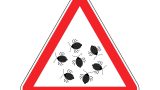 Bed Bug Problem