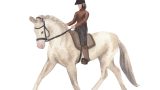 Horse riding: recreational, training, equestrian experiences