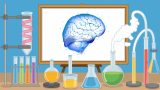Cognitive Neuroscience and the Human Brain
