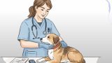 Dog First Aid: Comprehensive Career Bundle